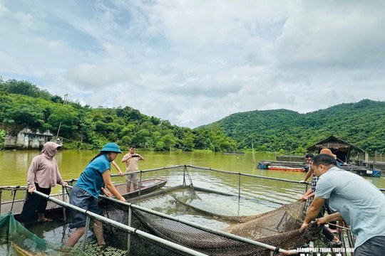 Cá trên sông Lam tiếp tục chết bất thường, thiệt hại hơn 2,7 tấn