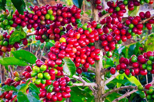Giá cà phê hôm nay 3/8/2026: Nội địa giảm 300 đồng/kg, thế giới lo nguồn cung Brazil chậm