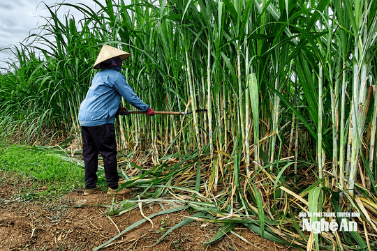 Nông dân Nghệ An tích cực chăm sóc mía sau đợt mưa đầu mùa