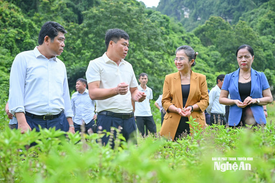 Phó Bí thư Tỉnh ủy Võ Thị Minh Sinh: Xây dựng Quỳ Hợp thành trung tâm dược liệu của Nghệ An