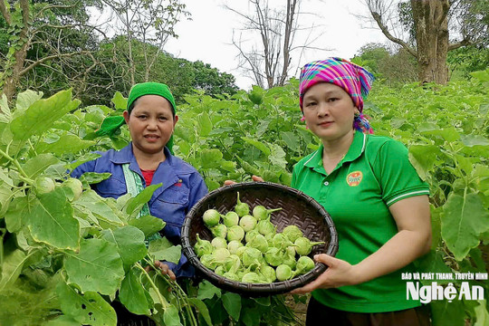 Rộ vụ thu hoạch, cà ngọt Khe Ngậu đạt OCOP 3 sao vẫn bí đầu ra