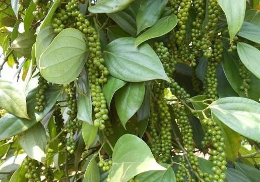Giá tiêu hôm nay 5/8/2026 duy trì vùng 138.000 – 141.000 đồng/kg, thị trường chờ tín hiệu mới