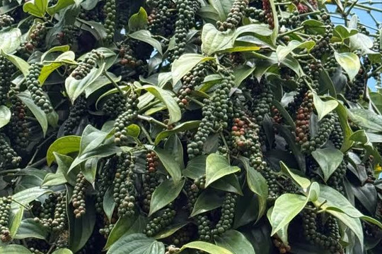 Giá tiêu hôm nay 6/8/2026: Giá trung bình giữ ở 139.000 đồng/kg, Ấn Độ chưa điều chỉnh