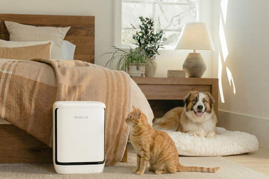 Levoit Vital Pet Pro: Giải pháp tự làm sạch màng lọc và khử mùi chuyên sâu cho nhà nuôi thú cưng