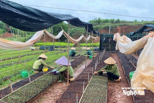 Nghệ An bố trí hơn 1,5 tỷ đồng hỗ trợ giống keo mô cho 9 tổ chức, gia đình