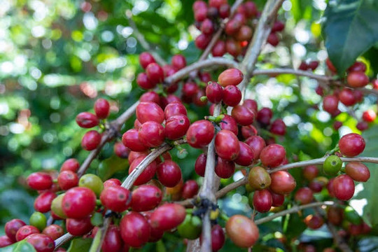 Cập nhật giá cà phê 7/8/2026: Đắk Lắk và Gia Lai về 97.300 đồng/kg, rang xay ngược dòng tăng 500 đồng/kg