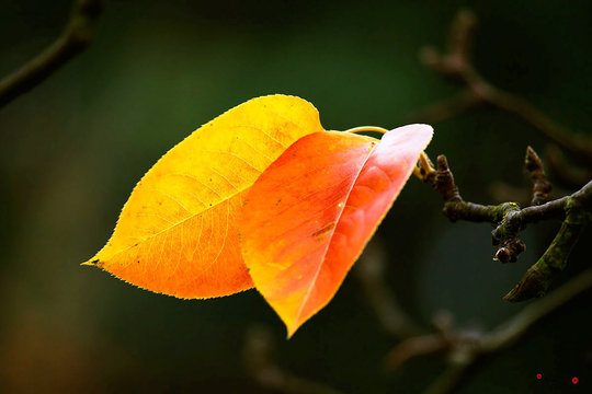 Thơ Mã Giang Lân