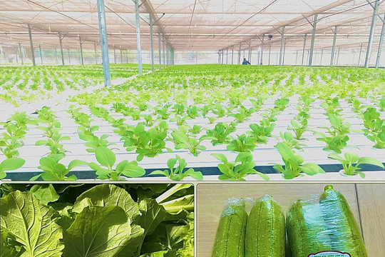 Gỡ nút thắt cho dòng vốn phục vụ nông nghiệp công nghệ cao