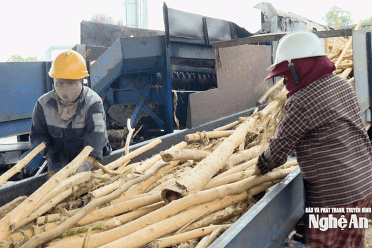 'Khát' nguyên liệu, doanh nghiệp chế biến Nghệ An áp lực lớn