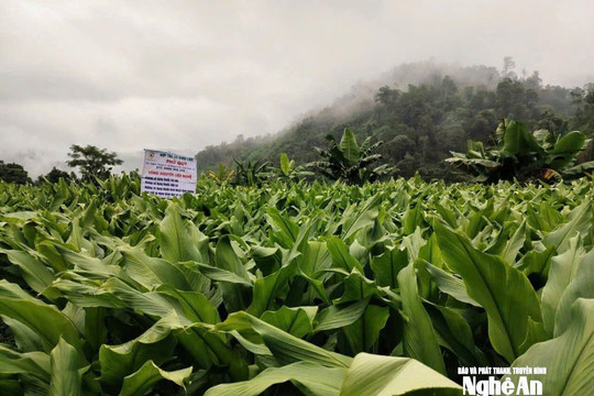 Thời tiết Nghệ An ngày 19/8: Có mưa vừa, mưa to, có nơi mưa rất to và dông