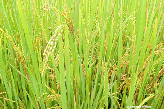 Nhện gié ẩn mình gây hại cho lúa vụ hè thu ở Nghệ An