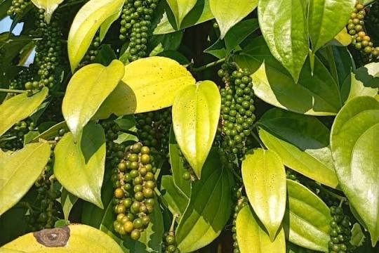 Giá cà phê hôm nay 18/8/2026: Đồng loạt tăng, mức cao nhất lên 95.300 đồng/kg