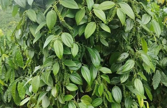 Giá tiêu hôm nay 19/08/2026: Giữ mốc 136.000 đồng/kg, Trung Quốc mua gấp 3 lần