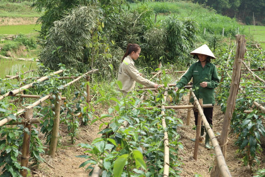 Phát triển các mô hình trồng dược liệu chế biến tinh dầu