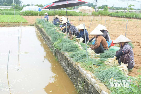 Nông dân vùng rau màu khẩn trương thu hoạch chạy lụt