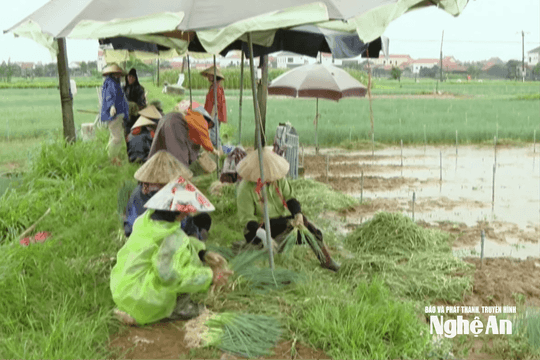 Nông dân dầm mưa vớt vát rau màu