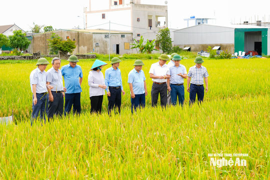 Lãnh đạo tỉnh Nghệ An kiểm tra công tác sản xuất nông nghiệp, ứng phó với thiên tai