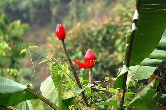 Đọc truyện đêm khuya: Bông chuối rừng