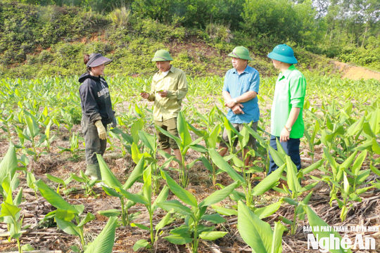 Nâng cao giá trị, tạo sinh kế bền vững từ cây nghệ