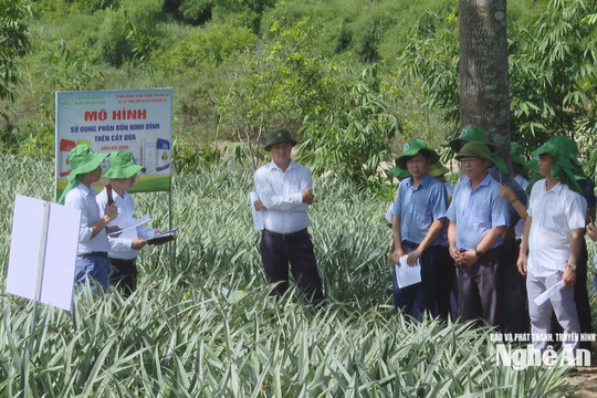 Sơ kết mô hình trình diễn phân bón Ninh Bình trên cây dứa