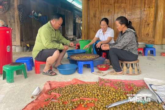 Sinh kế mới từ cây dược liệu nơi vùng cao Huồi Tụ