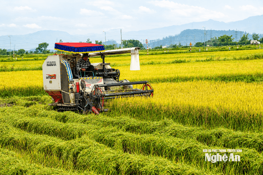Rộn ràng máy gặt trên những cánh đồng lúa Hè Thu ở Nghệ An