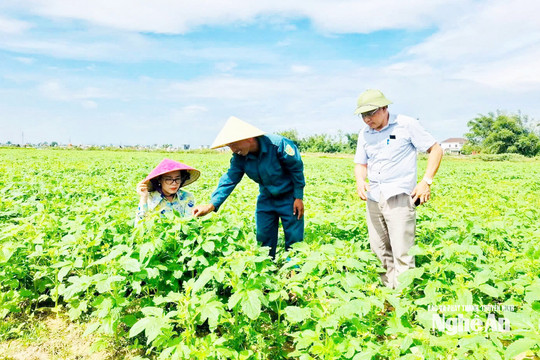 Nông dân chạy đua với thời tiết trong dịp nghỉ lễ