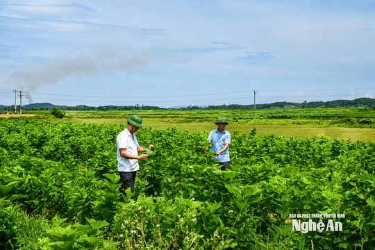 Tính "đường dài" cho cây dâu ở Tam Đồng