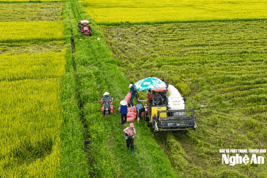 Thời tiết Nghệ An ngày 8/9: Ngày trời nắng, đêm và chiều có mưa rào rải rác, gió Đông bắc cấp 2 - cấp 3