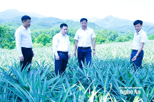 Phát triển vùng dứa Nghệ An: Đột phá từ chính sách và kỹ thuật