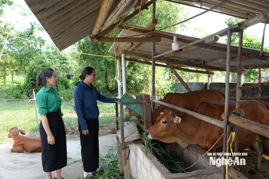 Gia trại 'nhiều ngăn' của nữ nông dân người dân tộc Thái