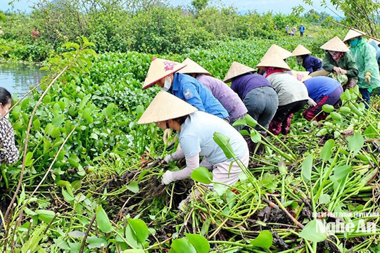 Đồng loạt ra quân vớt bèo tây, chủ động chống ngập úng