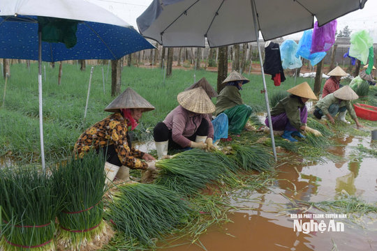 Nông dân Nghệ An vớt vát rau màu bị ngập lũ