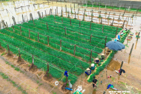 Thời tiết Nghệ An ngày 18/9: Có mưa rào và dông rải rác, gió Đông bắc cấp 2-3