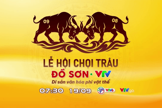 Chung kết Lễ hội chọi trâu Đồ Sơn 2026: Màn so tài của 15 ông trâu kịch tính tại Hải Phòng