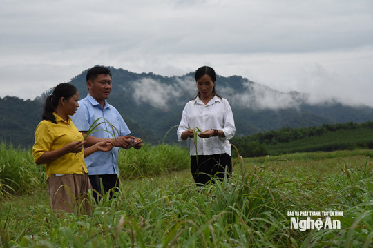 Châu Khê mở hướng chuyển dịch kinh tế