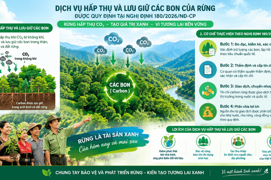 Nghị định số 180/2026/NĐ-CP: Mở lối phát triển lâm nghiệp bền vững