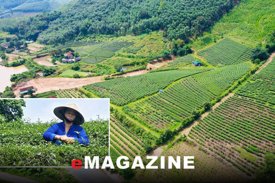 Đảm bảo hài hòa lợi ích của người trồng chè Kim Bảng
