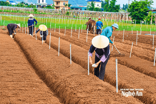 Vựa rau màu vào vụ mới: Chủ động từ sản xuất đến đầu ra