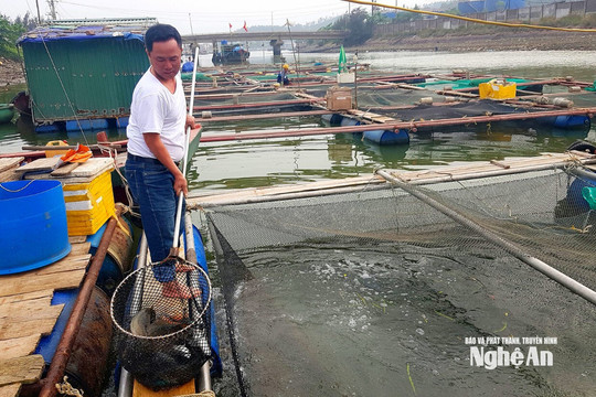 Nuôi cá lồng bè - Hướng phát triển kinh tế hiệu quả