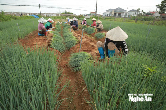 Thời tiết Nghệ An ngày 1/10: Ngày trời nắng, nhiều mây, gió Đông bắc cấp 2-3