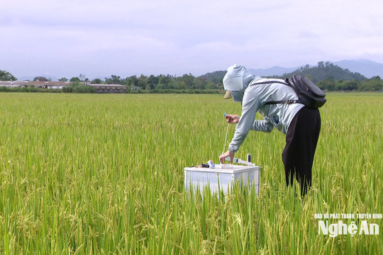 Triển vọng từ mô hình sản xuất lúa chất lượng cao Japo18