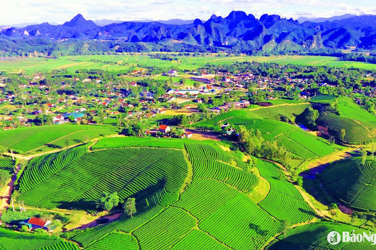 Tiếp sức để cây chè Nghệ An vươn xa