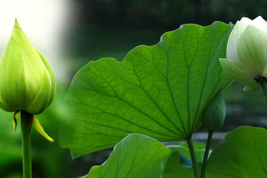 Truyện ngắn: Búp Sen Xanh nở từ những ngày giông gió