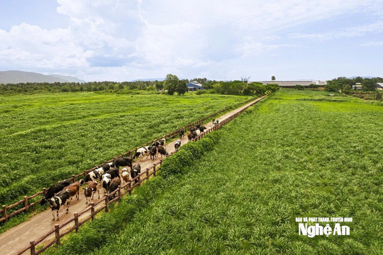 Thời tiết Nghệ An ngày 6/10: Gió Đông đến Đông Bắc cấp 2 - 3, đêm và sáng sớm vùng núi trời rét