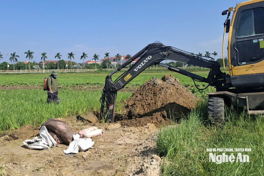Nghệ An ban hành công điện khẩn tập trung chỉ đạo, chấn chỉnh công tác phòng, chống bệnh dịch tả lợn Châu Phi