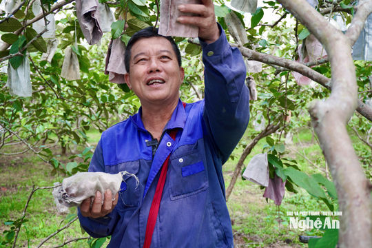 Người tiên phong “đánh thức” đất đồi Nghĩa Lâm bằng giống ổi 4 mùa