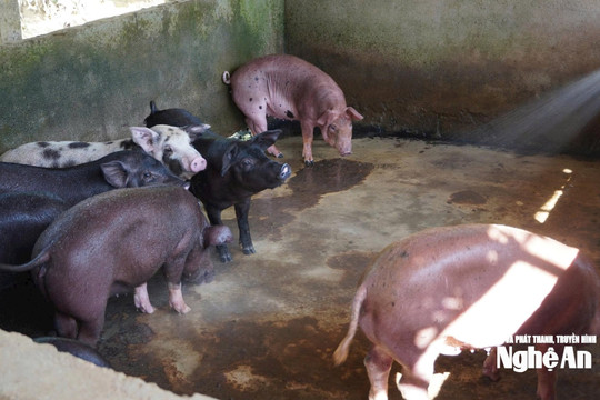 Vì sao người chăn nuôi thận trọng tái đàn vào dịp cuối năm?