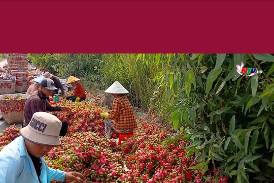 Thanh long Đồng Tháp tăng giá, nhà vườn phấn khởi