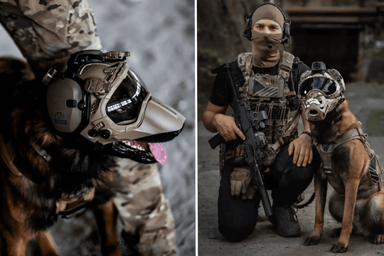 Mỹ ứng dụng công nghệ chỉnh sửa gen và nhân bản nhằm nâng cao năng lực chó nghiệp vụ K-9